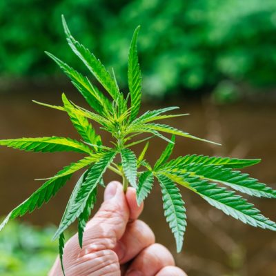 Cannabis Companies You Should Observe In 2020