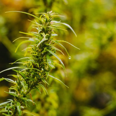 Hemp Seed vs CBD Oil: Differences, Types, and Uses