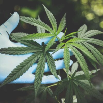 How To Keep Your Cannabis Cultivation Business Legally Safe